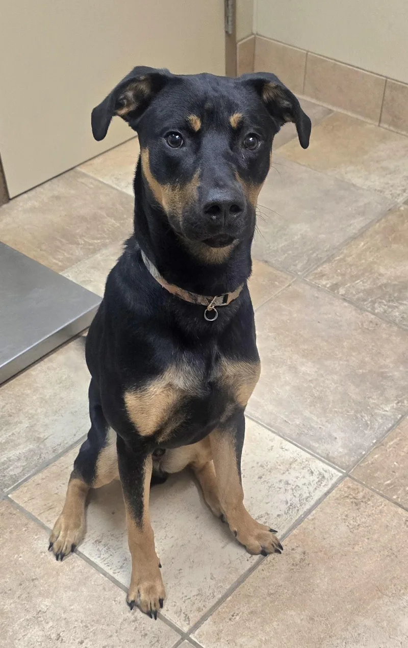 A baby large-sized male Rottweiler dog named Moose for adoption in Brainerd, MN