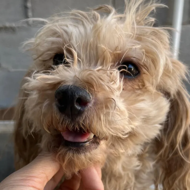 A senior small-sized female White / Cream Poodle dog named Gretchen for adoption in Escondido, CA