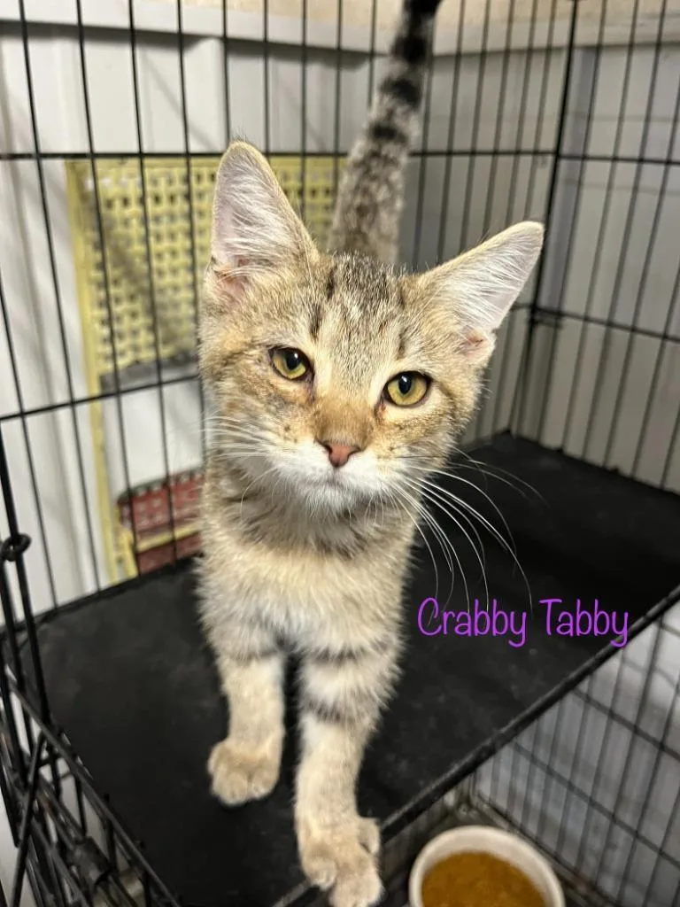 A baby small-sized male Domestic Short Hair cat named Crabby Tabby for adoption in Princeton, IN