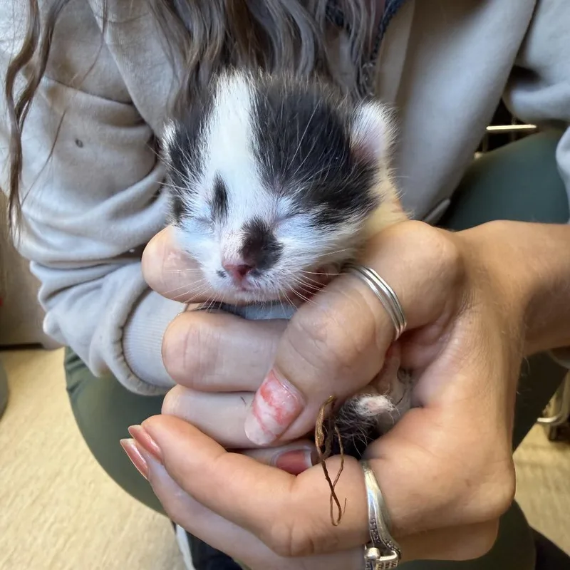A baby small-sized female Domestic Medium Hair cat named Pebbles for adoption in Red House, WV