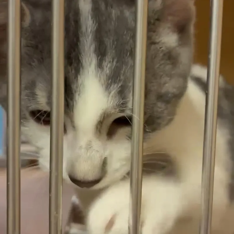 A baby small-sized female Dilute Calico Domestic Short Hair cat named Flora for adoption in Kalamazoo, MI