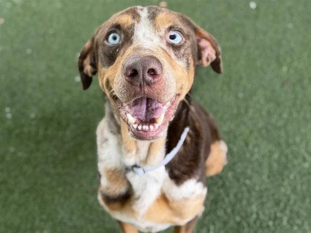 An adult large-sized female Catahoula Leopard Dog dog named Holly for adoption in Tavares, FL