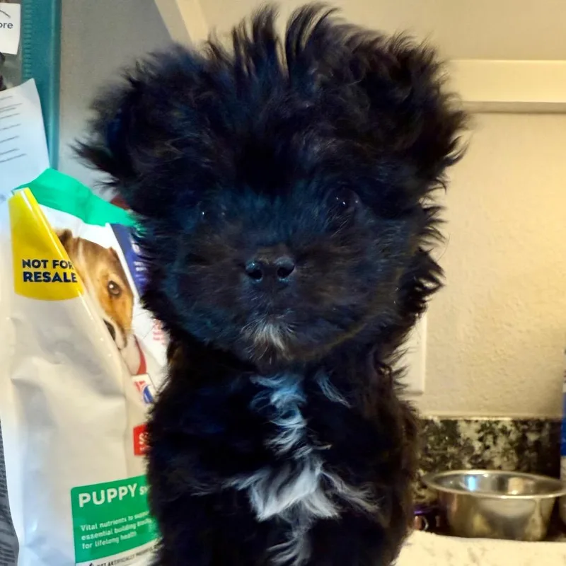 A young small-sized male Black Yorkshire Terrier dog named Teddy Fka Elvis for adoption in Ennis, TX