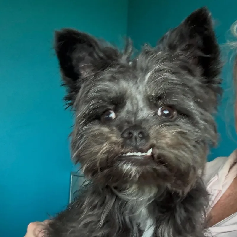 Teddy Fka Elvis thumbnail 2