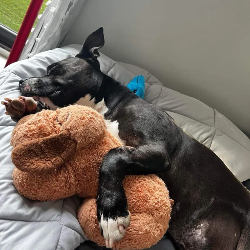 A senior large-sized female Black American Staffordshire Terrier dog named Carly Witwicky for adoption in Long Island City, NY
