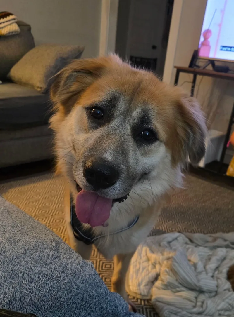 A young large-sized male Apricot / Beige Anatolian Shepherd dog named Cass for adoption in East Haddam, CT