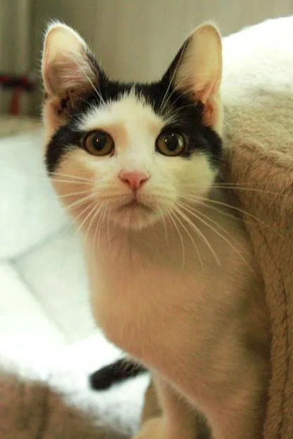 A young medium-sized female Black & White / Tuxedo Domestic Short Hair cat named Koi for adoption in Ona, WV
