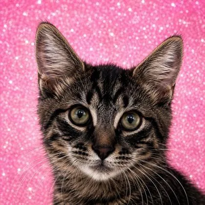 A baby small-sized male Domestic Short Hair cat named Lil Paws X for adoption in Cumming, GA