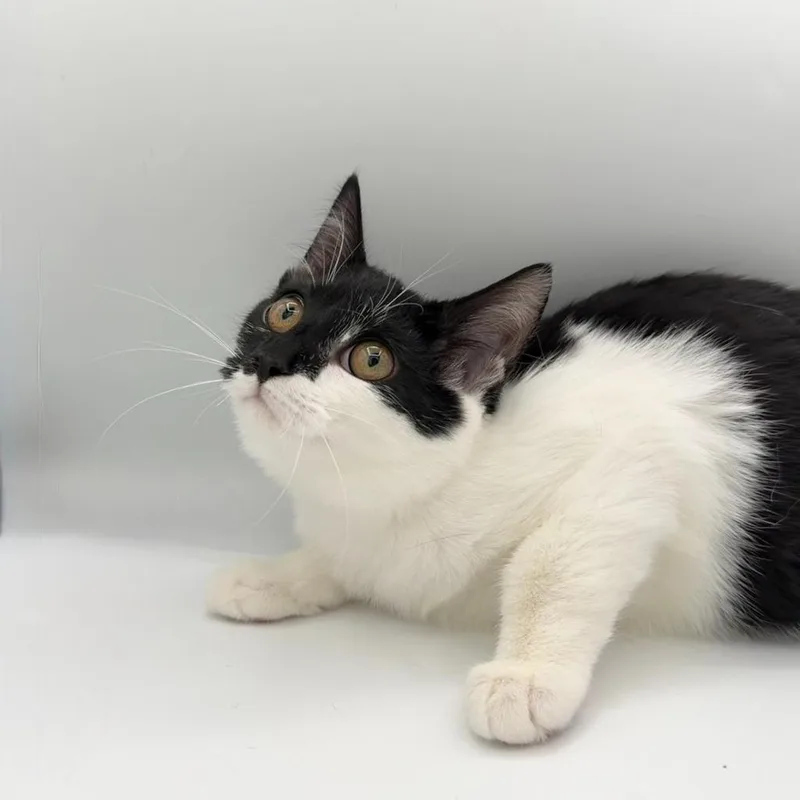 A baby small-sized female Domestic Short Hair cat named Hittite for adoption in State College, PA