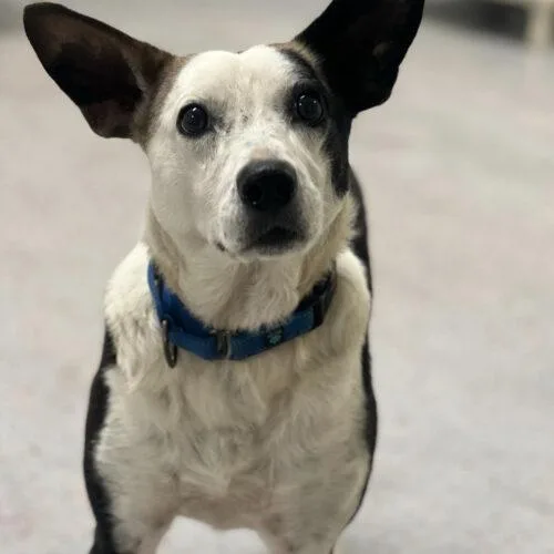 A baby medium-sized male Bicolor Mixed Breed dog named Rolls Royce for adoption in Toms River, NJ