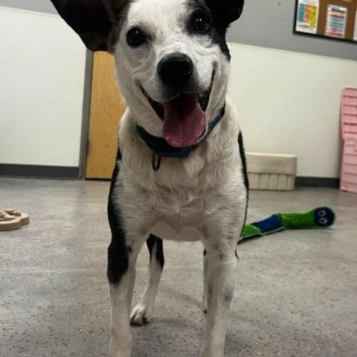 Rolls Royce thumbnail 2