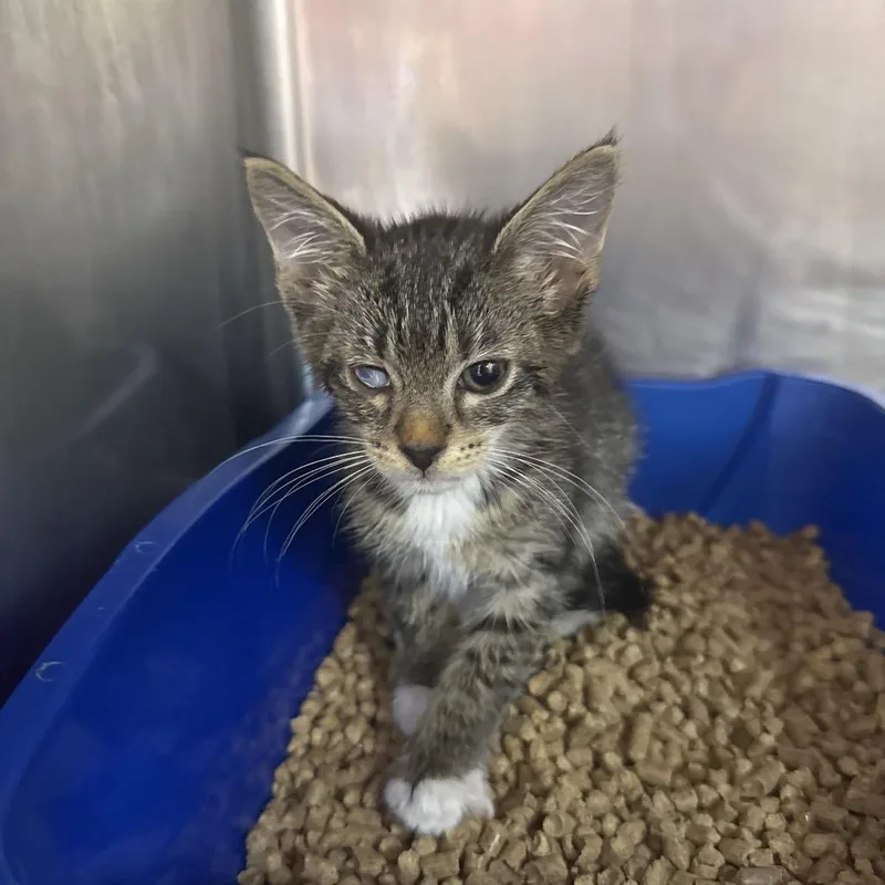 A baby small-sized male Domestic Short Hair cat named Superman for adoption in Lauderhill, FL
