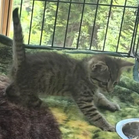 A baby medium-sized female Tabby (Brown / Chocolate) Domestic Short Hair cat named Peewee for adoption in Southold, NY