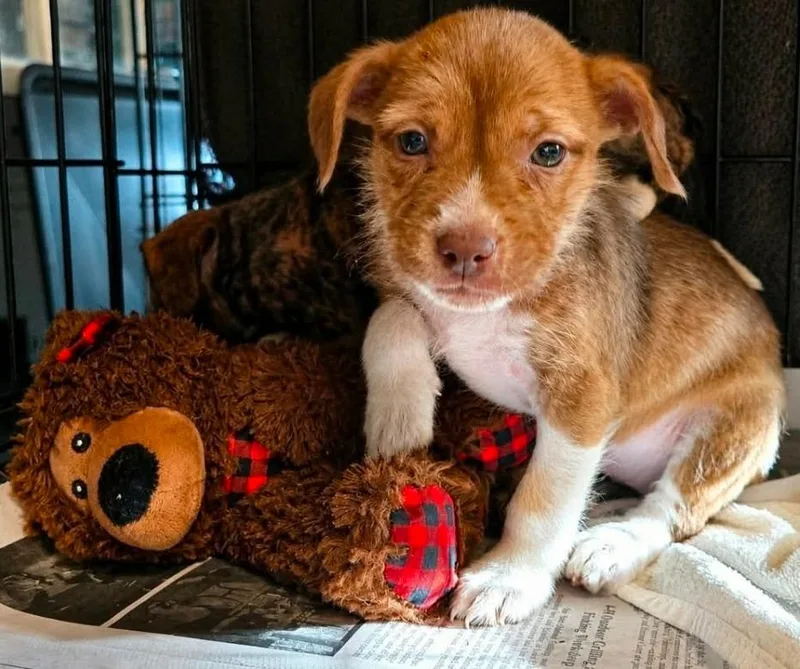 A baby medium-sized female Schnauzer dog named Greta Gravyboots for adoption in El Dorado, AR