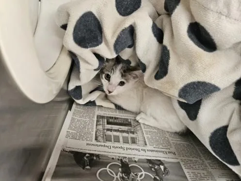 A baby small-sized female Domestic Short Hair cat named Spooder Girl for adoption in Los Angeles, CA