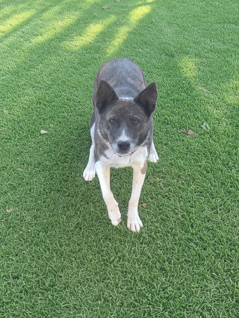 An adult medium-sized female Australian Cattle Dog / Blue Heeler dog named Pepper for adoption in COEUR D ALENE, ID