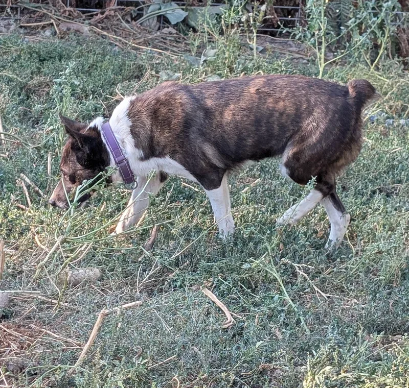 Pepper thumbnail 3