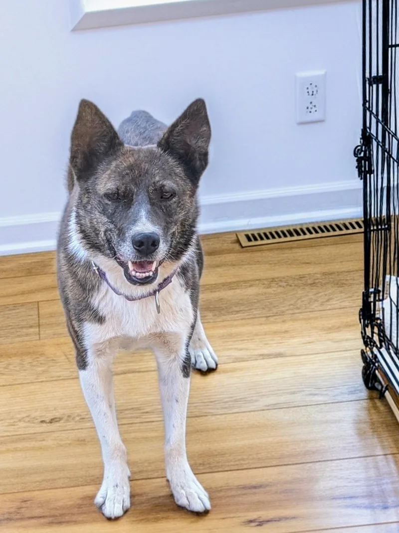 Pepper thumbnail 4