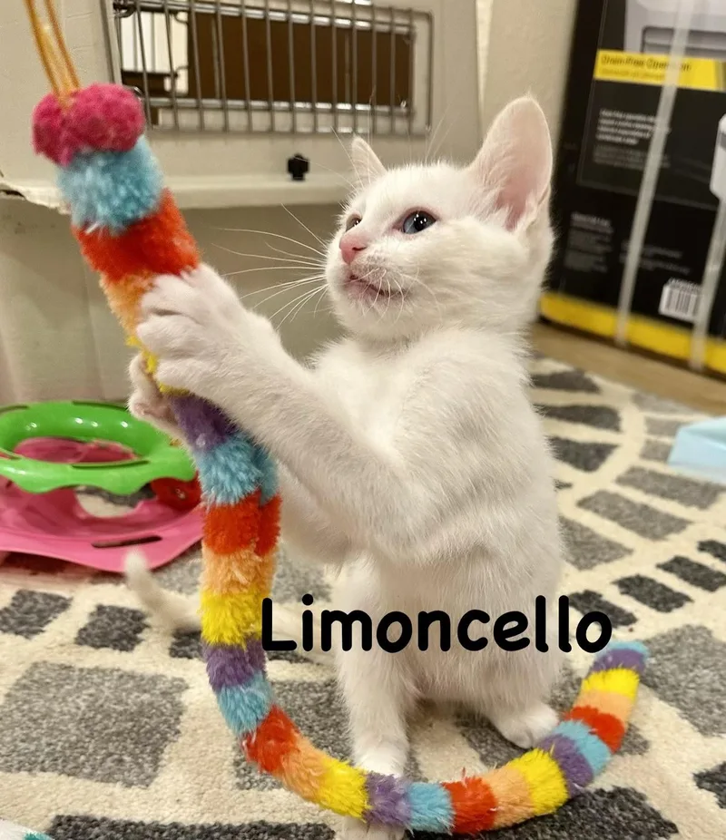 A baby small-sized female Domestic Short Hair cat named Limoncello for adoption in Wasilla, AK