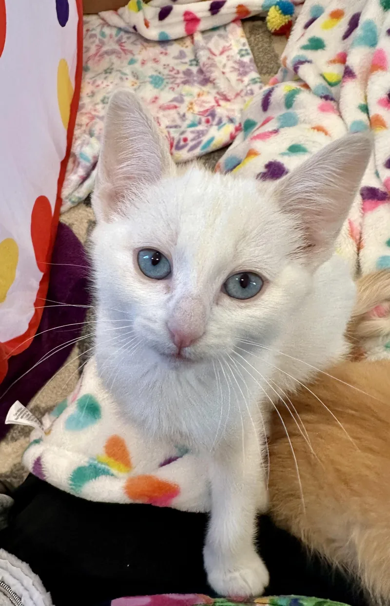 Limoncello thumbnail 2