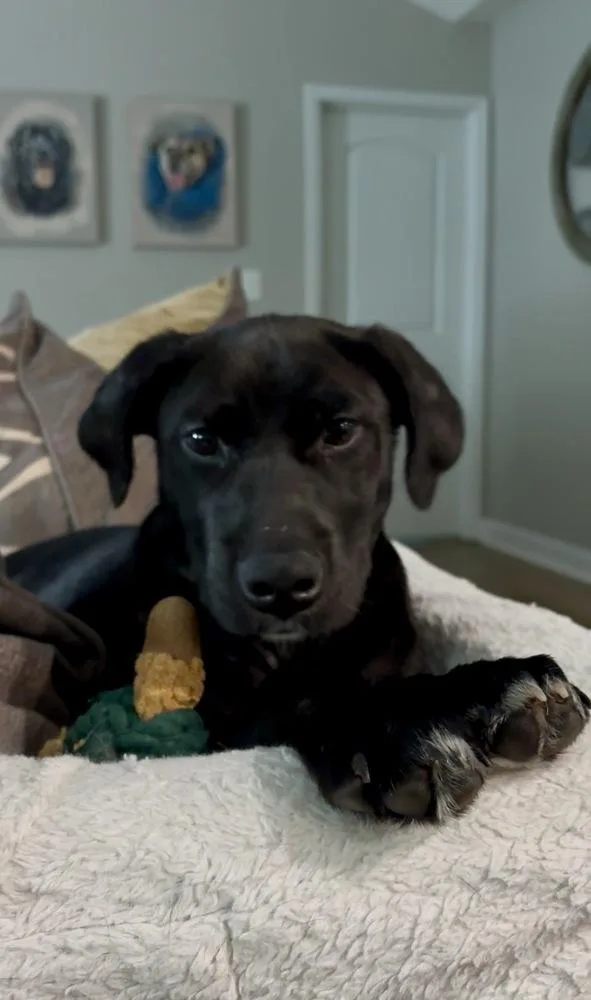 A baby large-sized female Tricolor (Brown, Black, & White) Labrador Retriever dog named Ember for adoption in Mooresville, NC