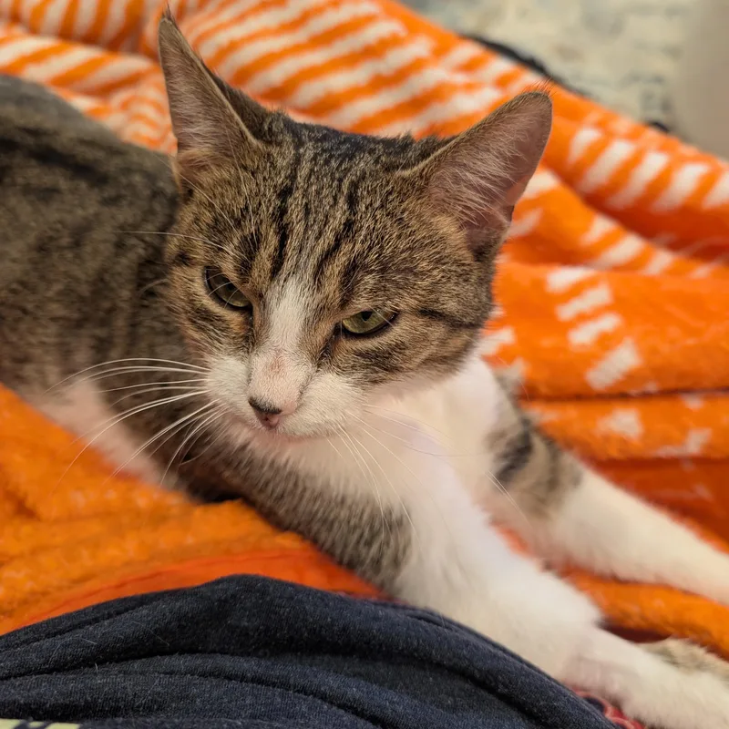 A young small-sized female White Domestic Short Hair cat named Lucille for adoption in Columbus , OH