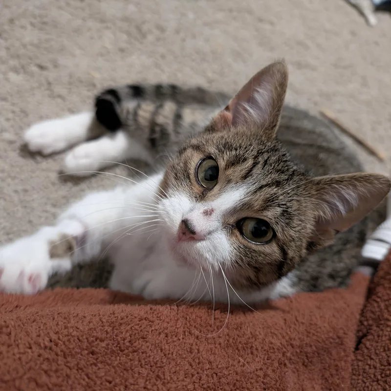Lucille thumbnail 3