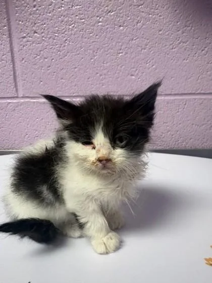 60827139 thumbnail 2