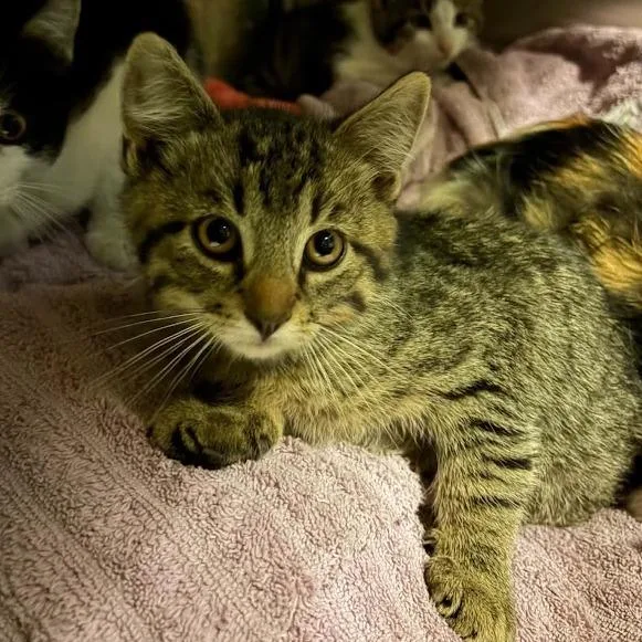 A baby small-sized male Brown / Chocolate Domestic Short Hair cat named Calhoun for adoption in Sioux Falls, SD