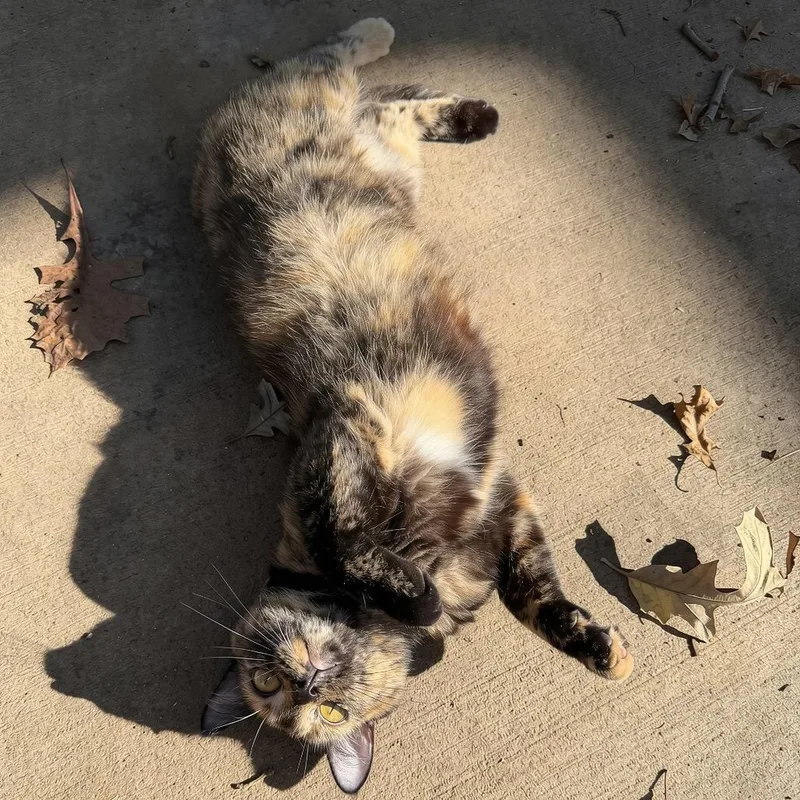 An adult small-sized female Tortoiseshell Domestic Short Hair cat named Mama Mia for adoption in Rochester, MN