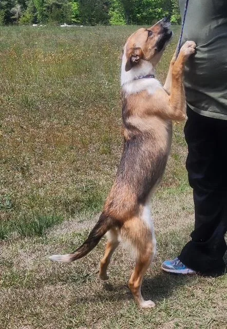 A young medium-sized female Yellow / Tan / Blond / Fawn Shepherd dog named Kelly for adoption in Manhasset, NY