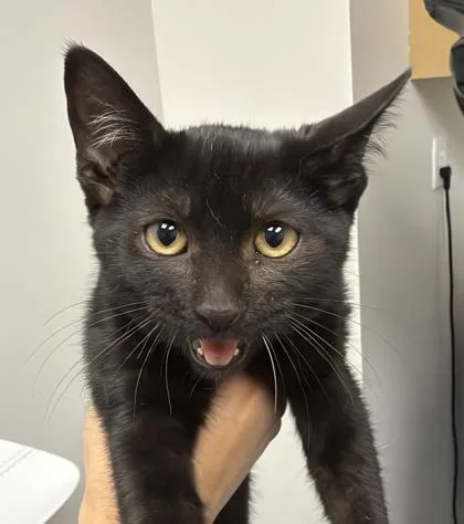 A baby medium-sized male Black Domestic Short Hair cat named Brownie for adoption in Sacramento, CA