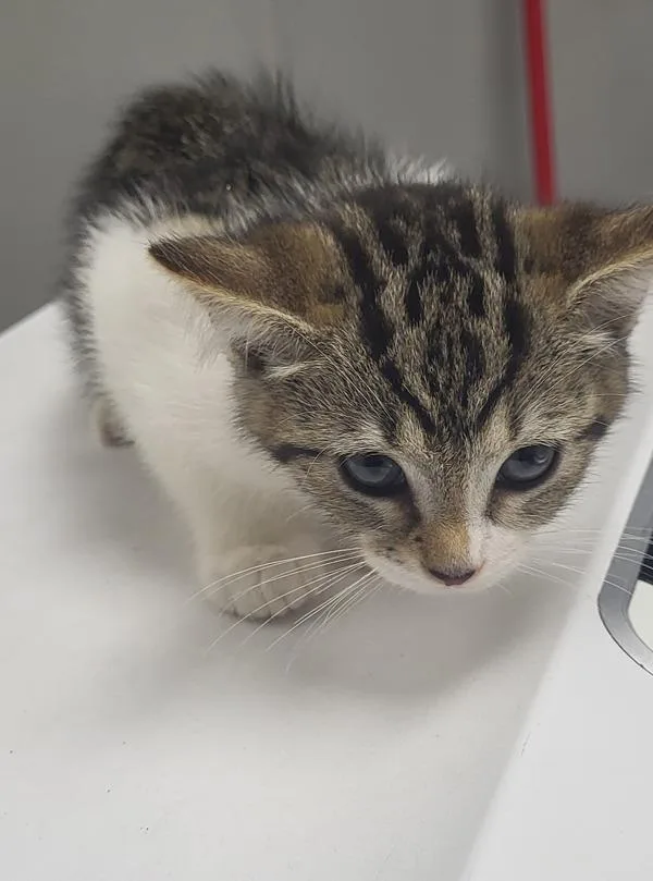 A baby small-sized female Domestic Short Hair cat named Kd for adoption in Lawrenceville, GA