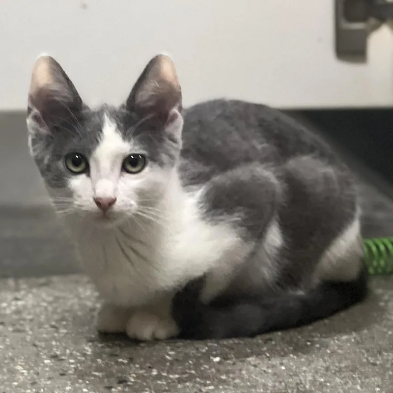 Vinaigrette thumbnail 2