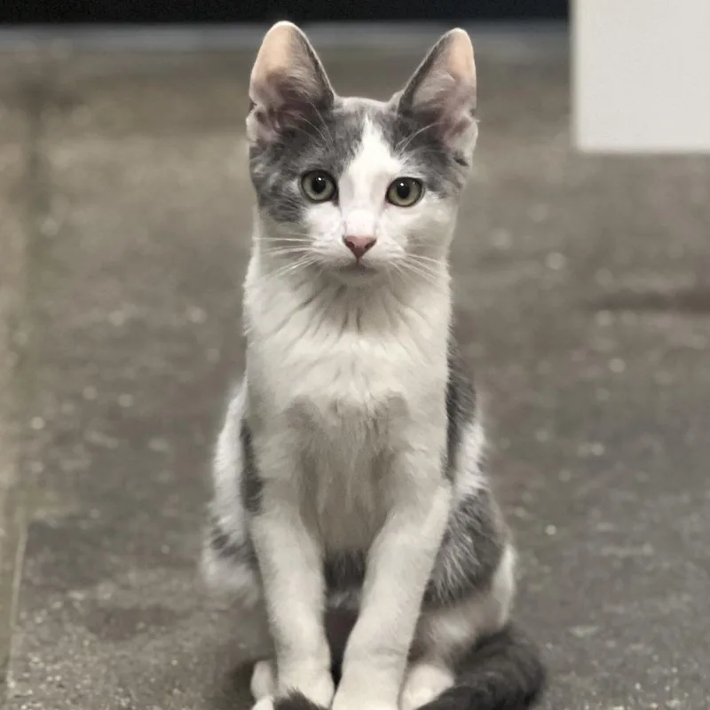 Vinaigrette thumbnail 5