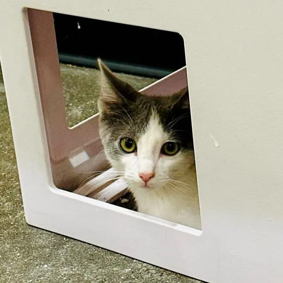 Vinaigrette thumbnail 6