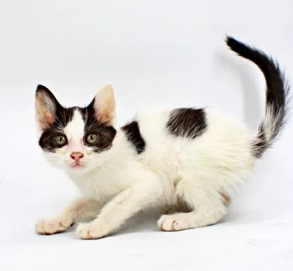 A baby small-sized female Domestic Short Hair cat named Faith for adoption in Morton Grove, IL