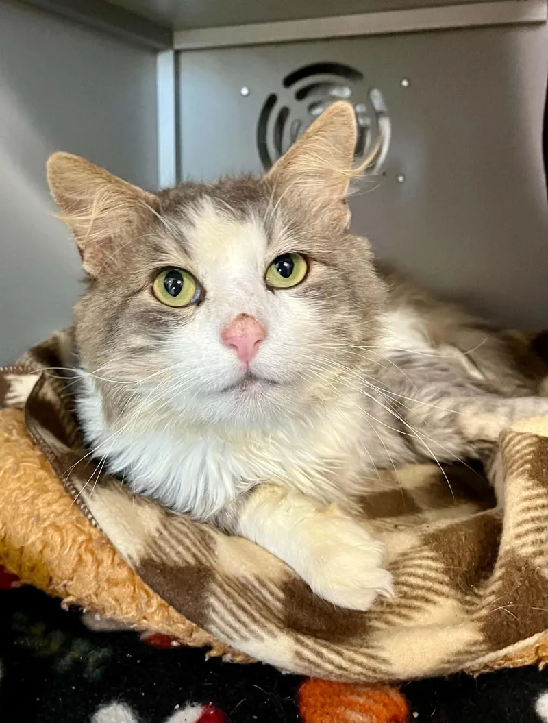 An adult medium-sized male Domestic Short Hair cat named Durian for adoption in Moundsville, WV