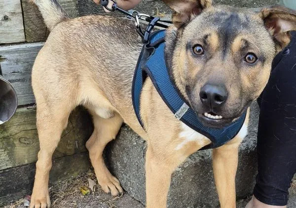 A young medium-sized male German Shepherd Dog dog named Pen for adoption in Lawrenceville, GA