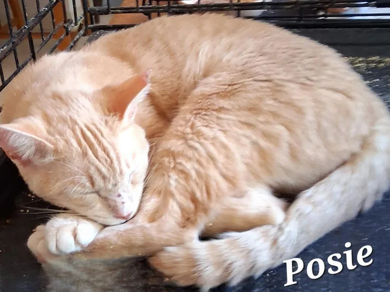 A young medium-sized female Domestic Short Hair cat named Posie for adoption in Longwood, FL