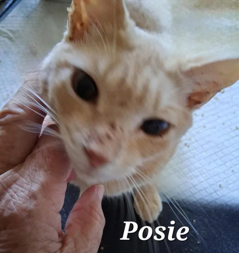 Posie thumbnail 2