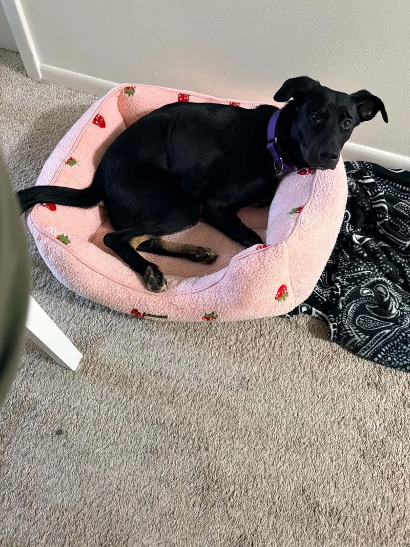 A young medium-sized female Labrador Retriever dog named Willow for adoption in Grand Rapids, MI