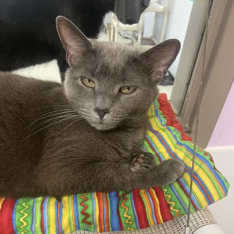 An adult medium-sized female Gray / Blue / Silver Domestic Short Hair cat named Grigio for adoption in Binghamton, NY