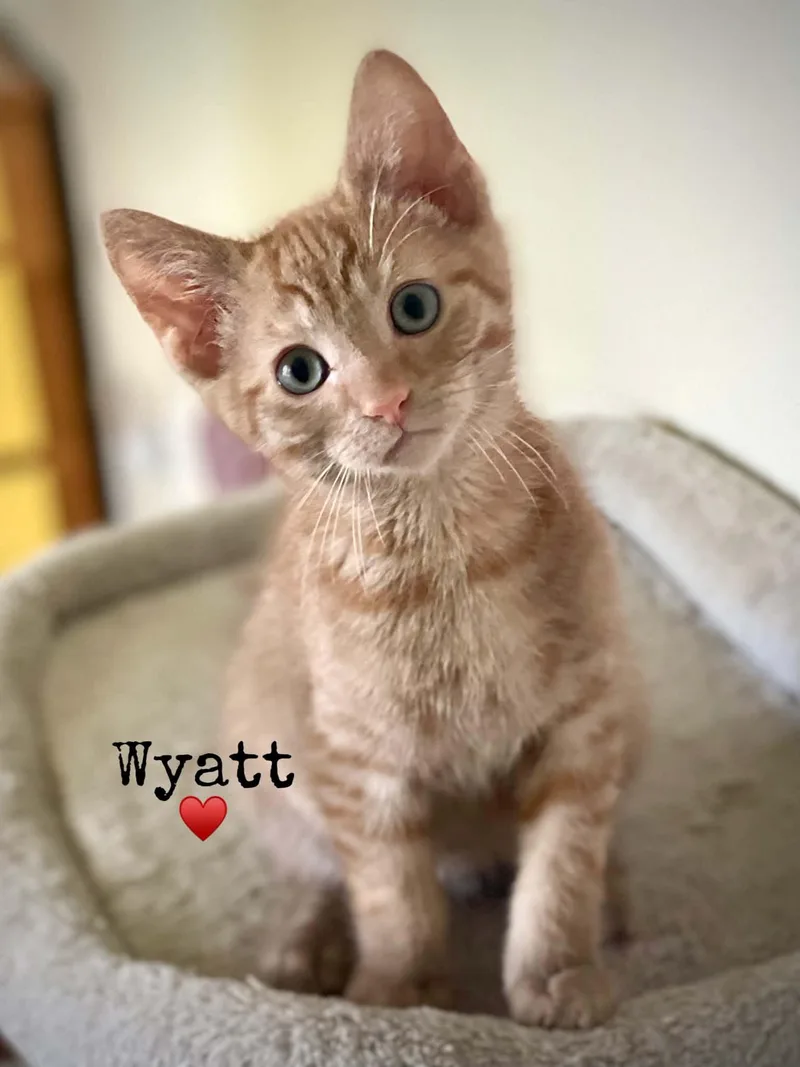 Wyatt