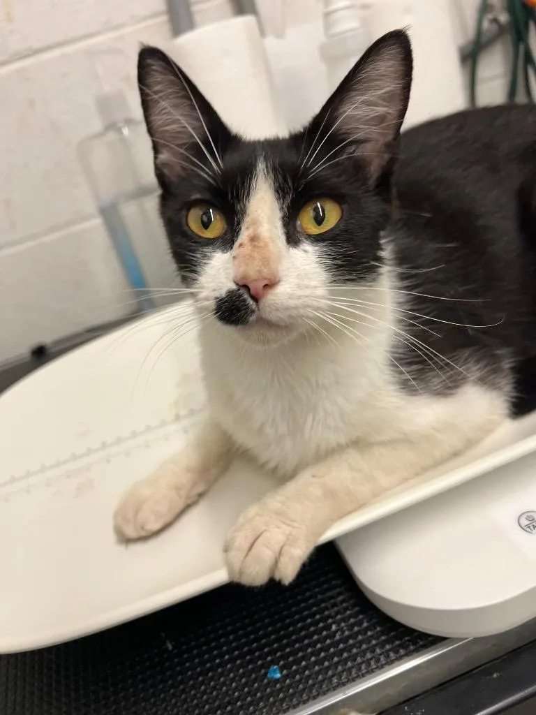 A young medium-sized female Domestic Short Hair cat named Starla for adoption in Chickamauga , GA