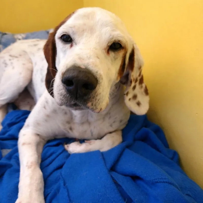 A senior large-sized male White / Cream Hound dog named Willie for adoption in Aldie, VA