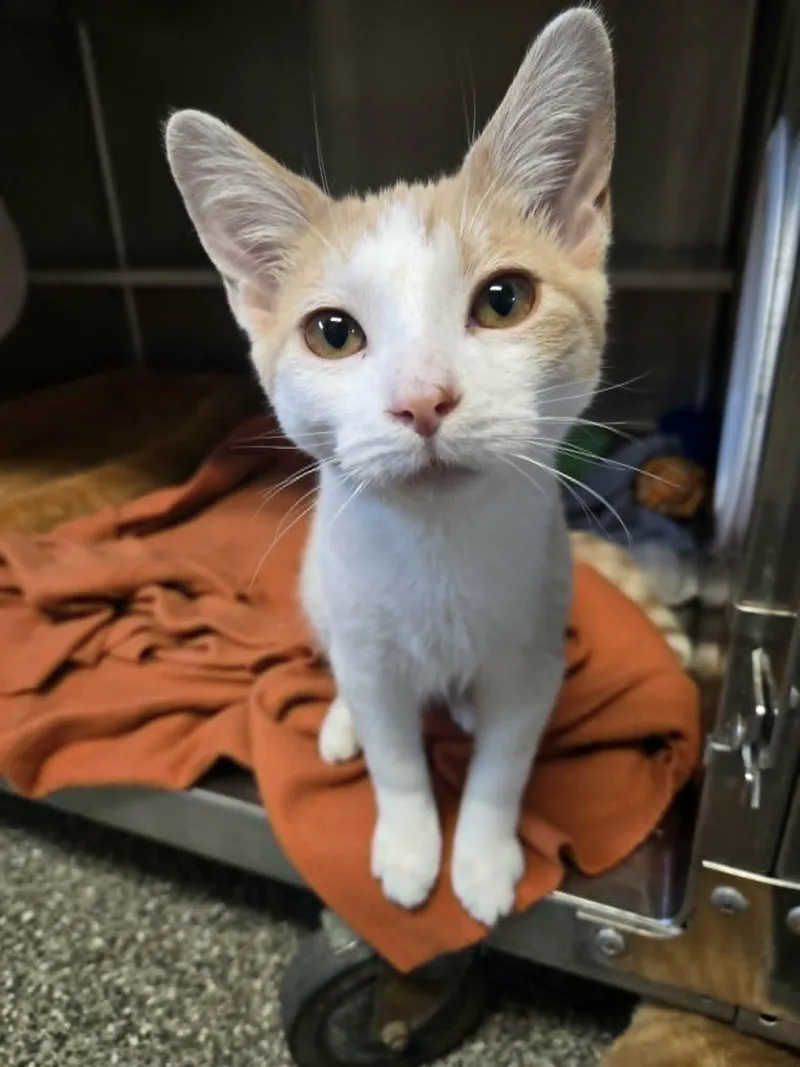 A baby medium-sized male Buff & White Domestic Short Hair cat named Theodore for adoption in Watertown, WI