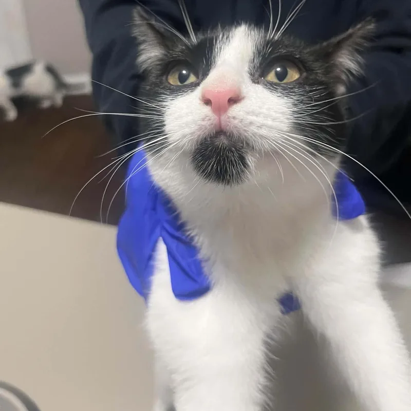 A baby medium-sized female Domestic Short Hair cat named Noseferatu for adoption in Royal Oak, MI
