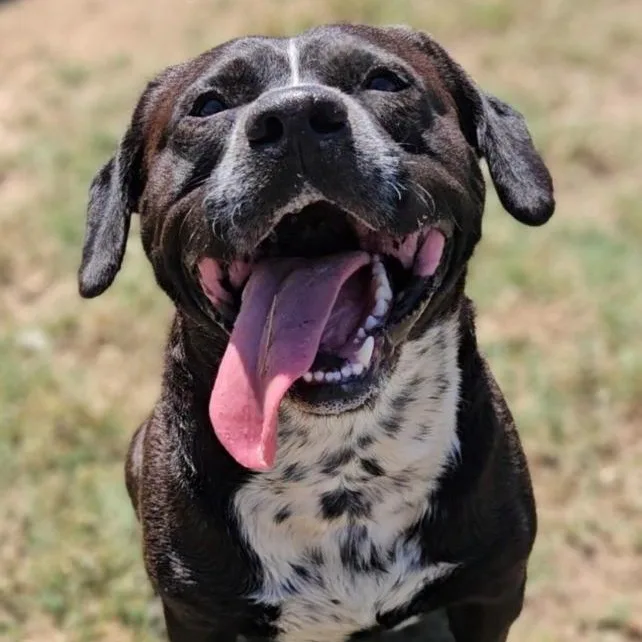 A young large-sized male Black Mixed Breed dog named Porkchop for adoption in Leesburg, GA