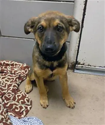 A baby medium-sized male Black Mixed Breed dog named Ferb for adoption in Nashville, TN